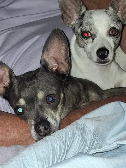 Rainbow City Pet Clinic Picture 8
