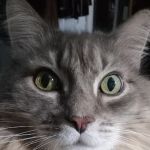 Clanton Animal Hospital LLC