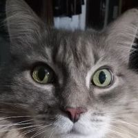 Clanton Animal Hospital LLC ico