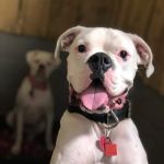 Holly Pond Animal Clinic