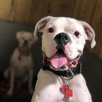Holly Pond Animal Clinic ico