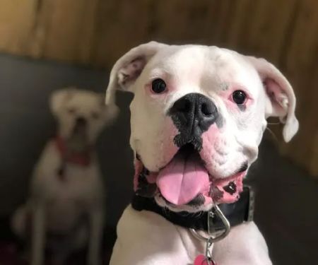Holly Pond Animal Clinic