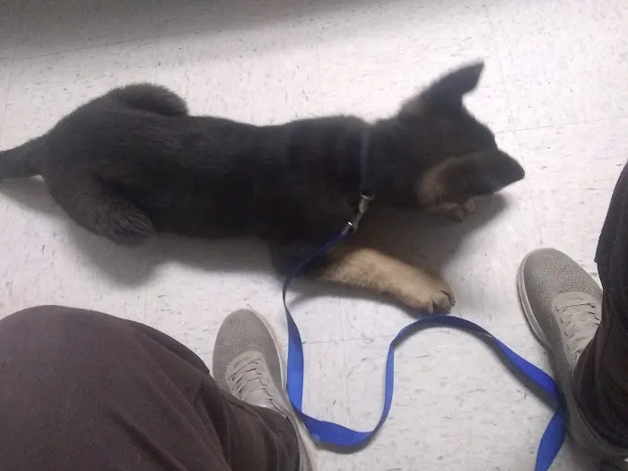 Holly Pond Animal Clinic Picture 2