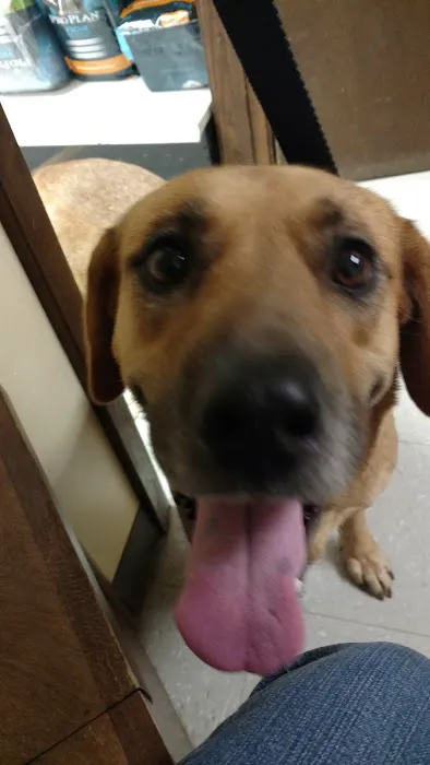 Holly Pond Animal Clinic Picture 5