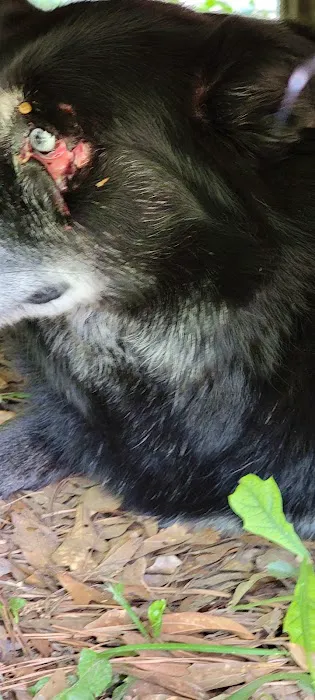 Holly Pond Animal Clinic Picture 7