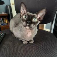 Morgan City Animal Clinic ico