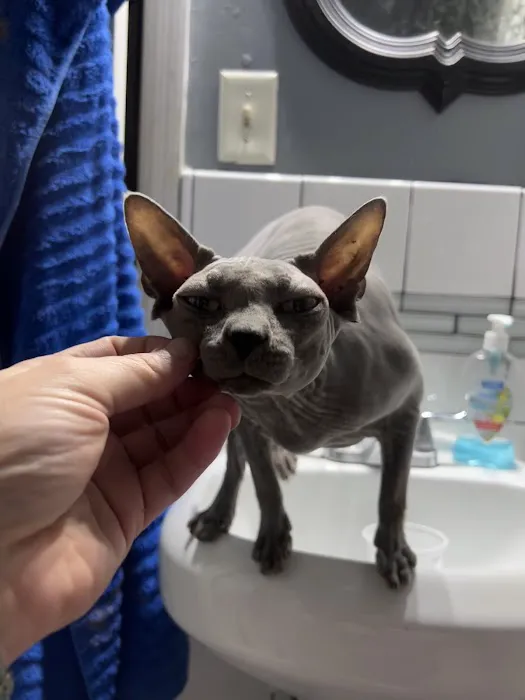 Morgan City Animal Clinic Picture 3