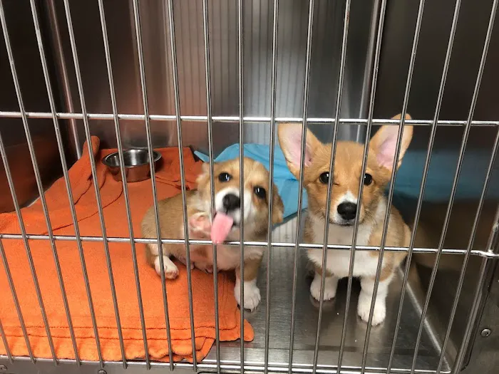 Southside Pet Clinic Picture 1