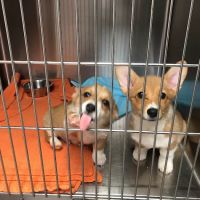 Southside Pet Clinic ico