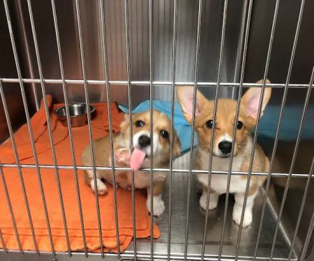 Southside Pet Clinic