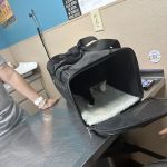 Animal Hospital PC