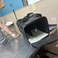 Animal Hospital PC ico