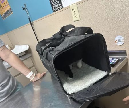 Animal Hospital PC
