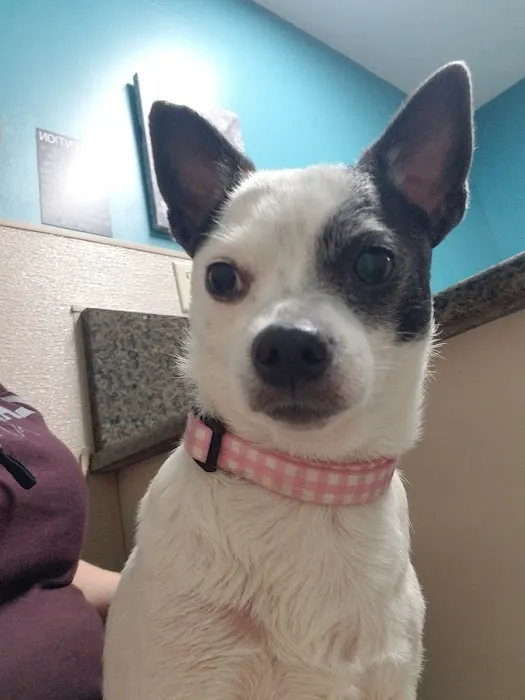 Animal Hospital PC Picture 3
