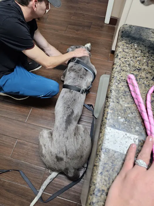 Animal Hospital PC Picture 6