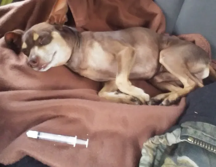 Animal Hospital PC Picture 8