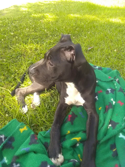 Blount Animal Clinic LLC Picture 1