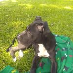 Blount Animal Clinic LLC