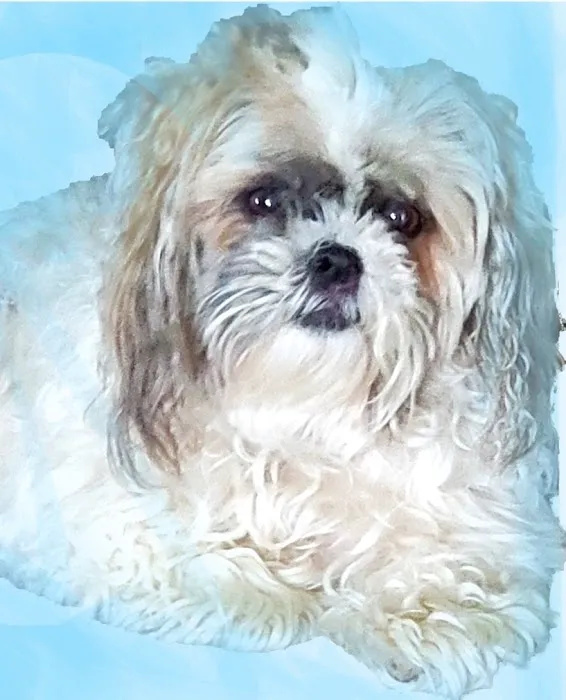 Blount Animal Clinic LLC Picture 9