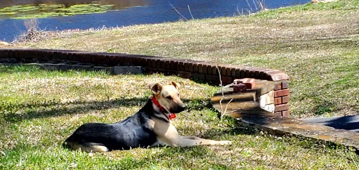 Blount Animal Clinic LLC Picture 10
