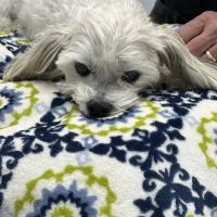 Lake Animal Clinic ico