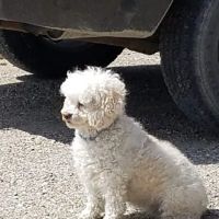 Sheffield Veterinary Clinic ico
