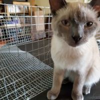 Allison Vet Service ico