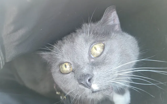 Allison Vet Service Picture 4