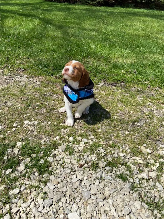 Allison Vet Service Picture 10
