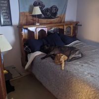 Avenue of the Saints Animal Hospital ico