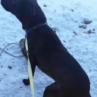 Readlyn Veterinary Associates ico