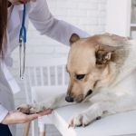 How to Manage Anxiety in Dogs During Vet Visits – Tips from Experts
