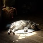 Parkersburg Veterinary Services