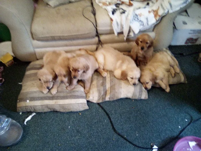 Parkersburg Veterinary Services Picture 5