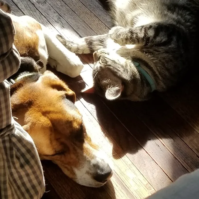 Parkersburg Veterinary Services Picture 4