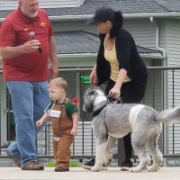 Highview Animal Hospital ico