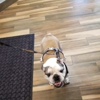 Cedar Valley Veterinary Center ico