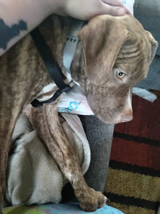 Logan Animal Hospital Picture 1