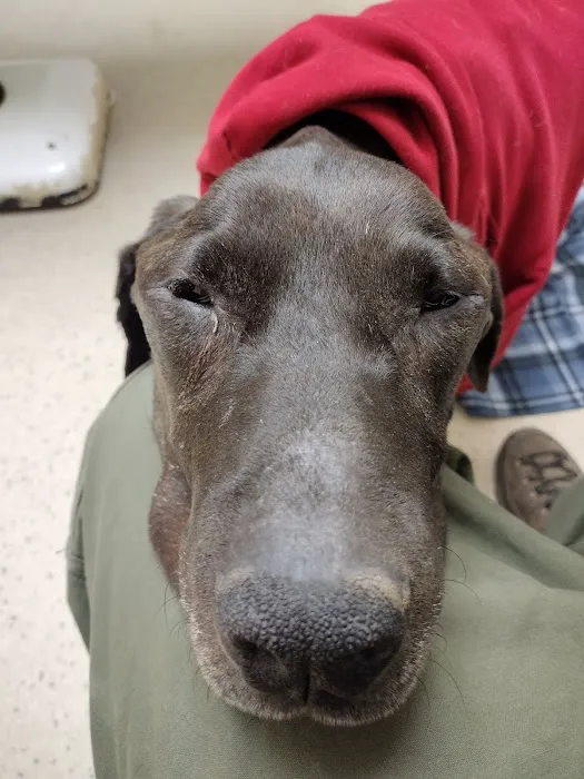 Logan Animal Hospital Picture 3