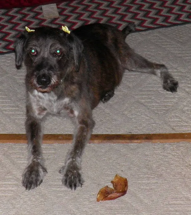 Logan Animal Hospital Picture 5
