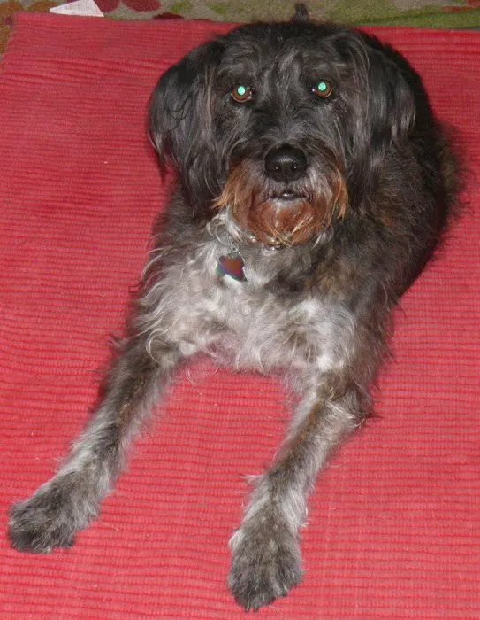 Logan Animal Hospital Picture 10