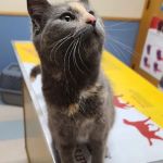 Countryside Animal Hospital