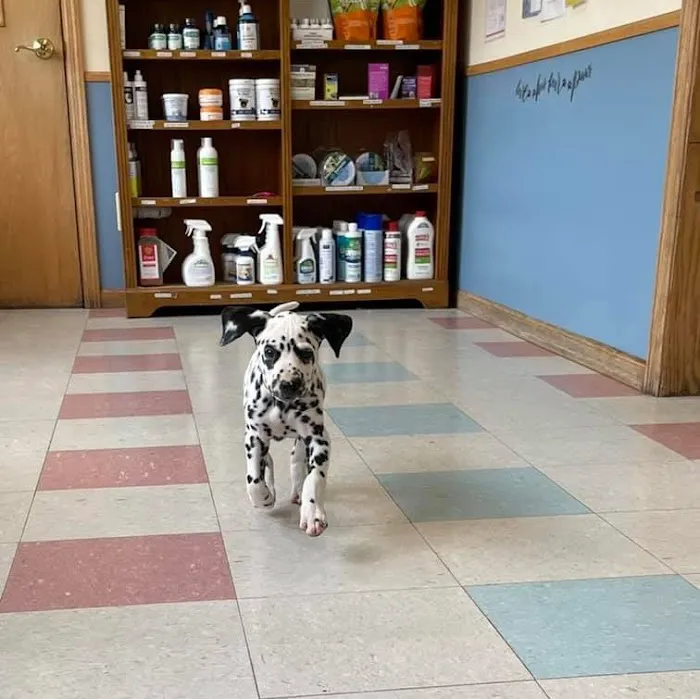 Countryside Animal Hospital Picture 6