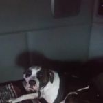 Waupaca Small Animal Hospital