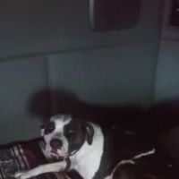Waupaca Small Animal Hospital ico