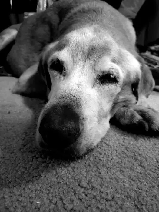 Waupaca Small Animal Hospital Picture 3