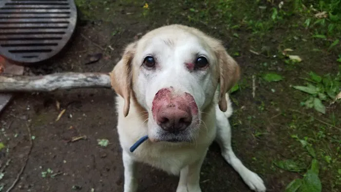 Waupaca Small Animal Hospital Picture 4