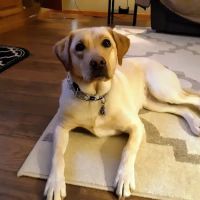 Town & Country Veterinary Clinic ico