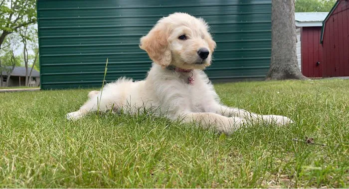 Town & Country Veterinary Clinic Picture 10