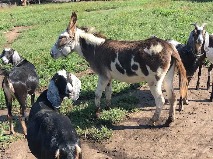 Driftless Veterinary Service, LLC Picture 6